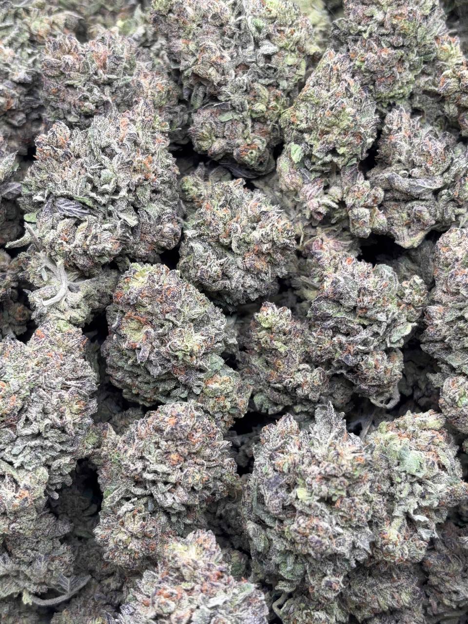 •625 #ck557 premium lato